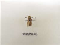 藏品(日本長腳蜂)的圖片